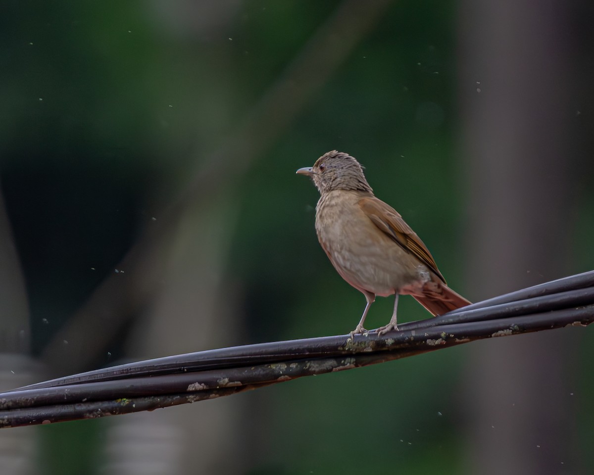 Pale-breasted Thrush - ML647160735