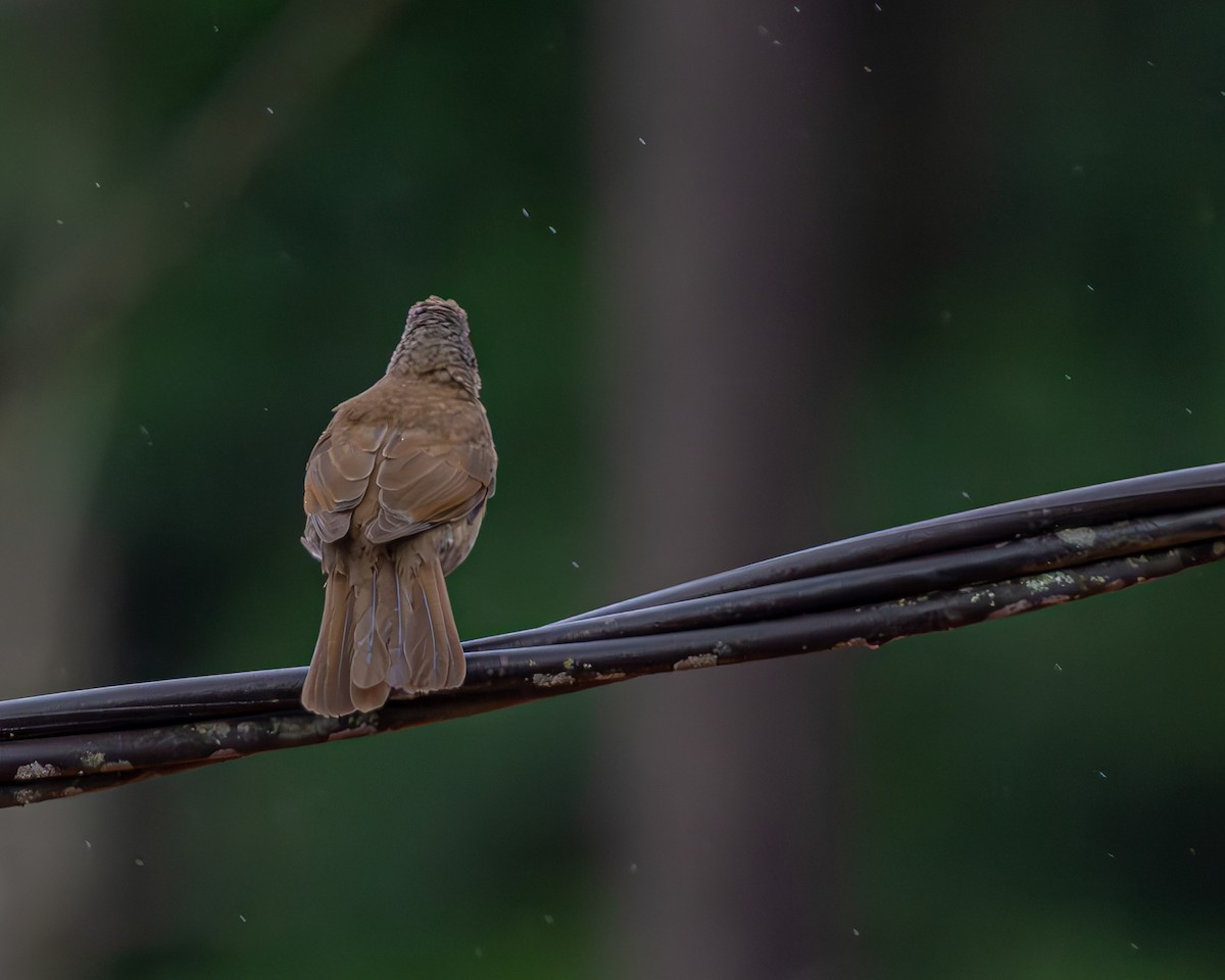 Pale-breasted Thrush - ML647160737