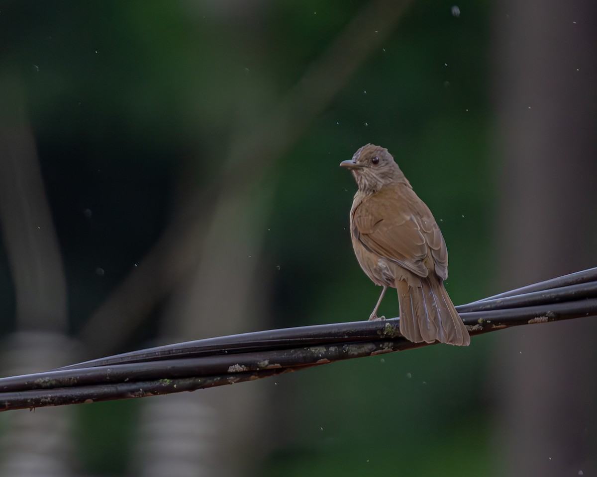Pale-breasted Thrush - ML647160738