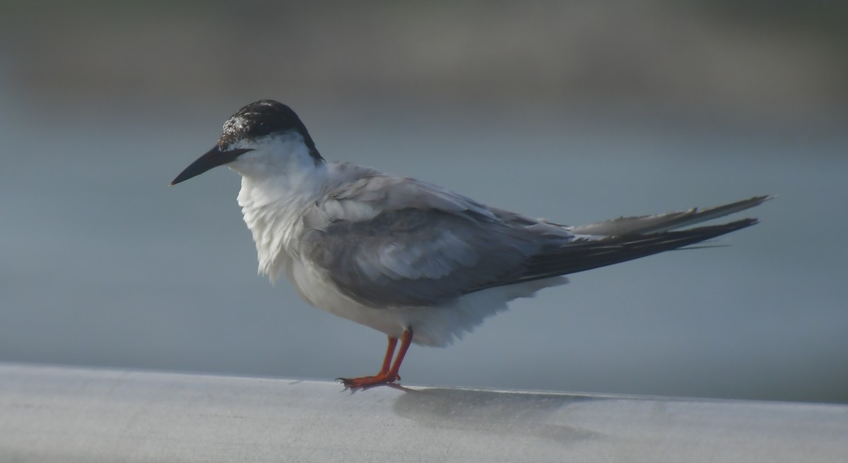 Forster's Tern - ML647160746