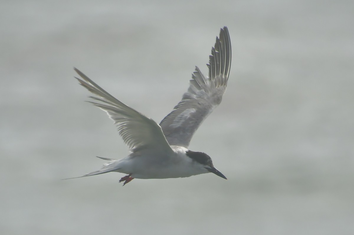Forster's Tern - ML647160747