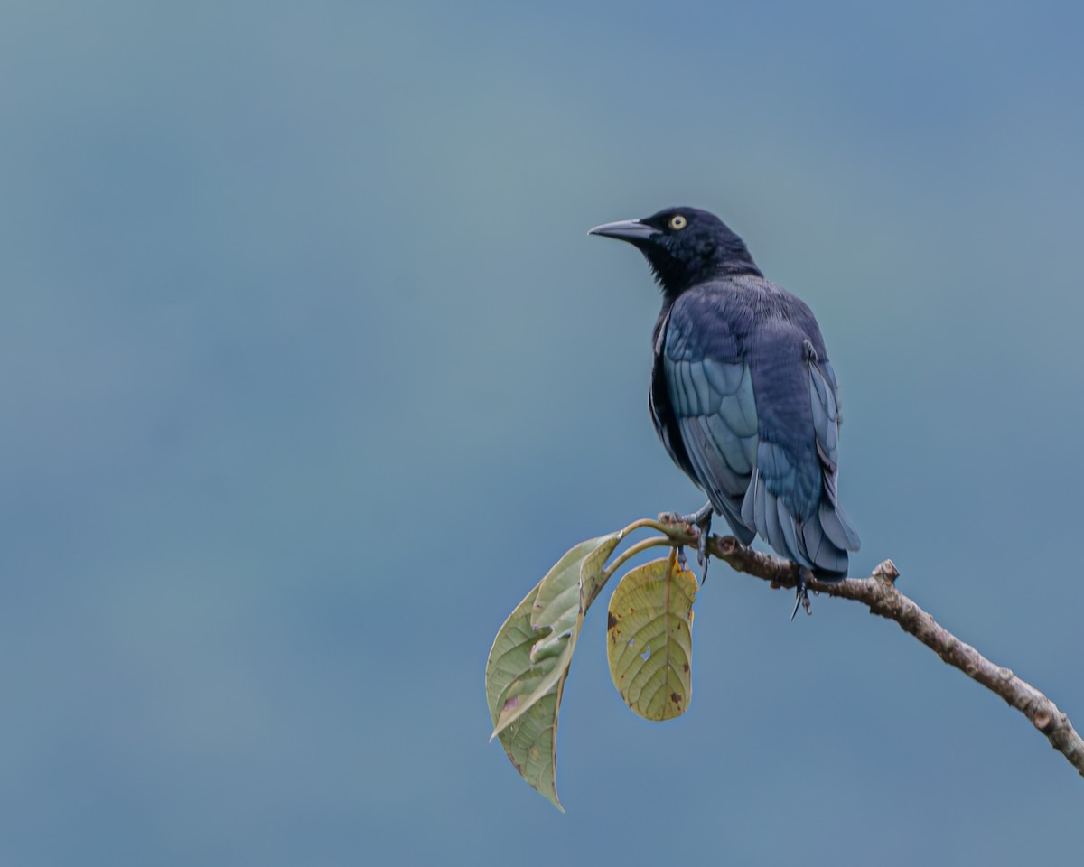 Carib Grackle - ML647160750