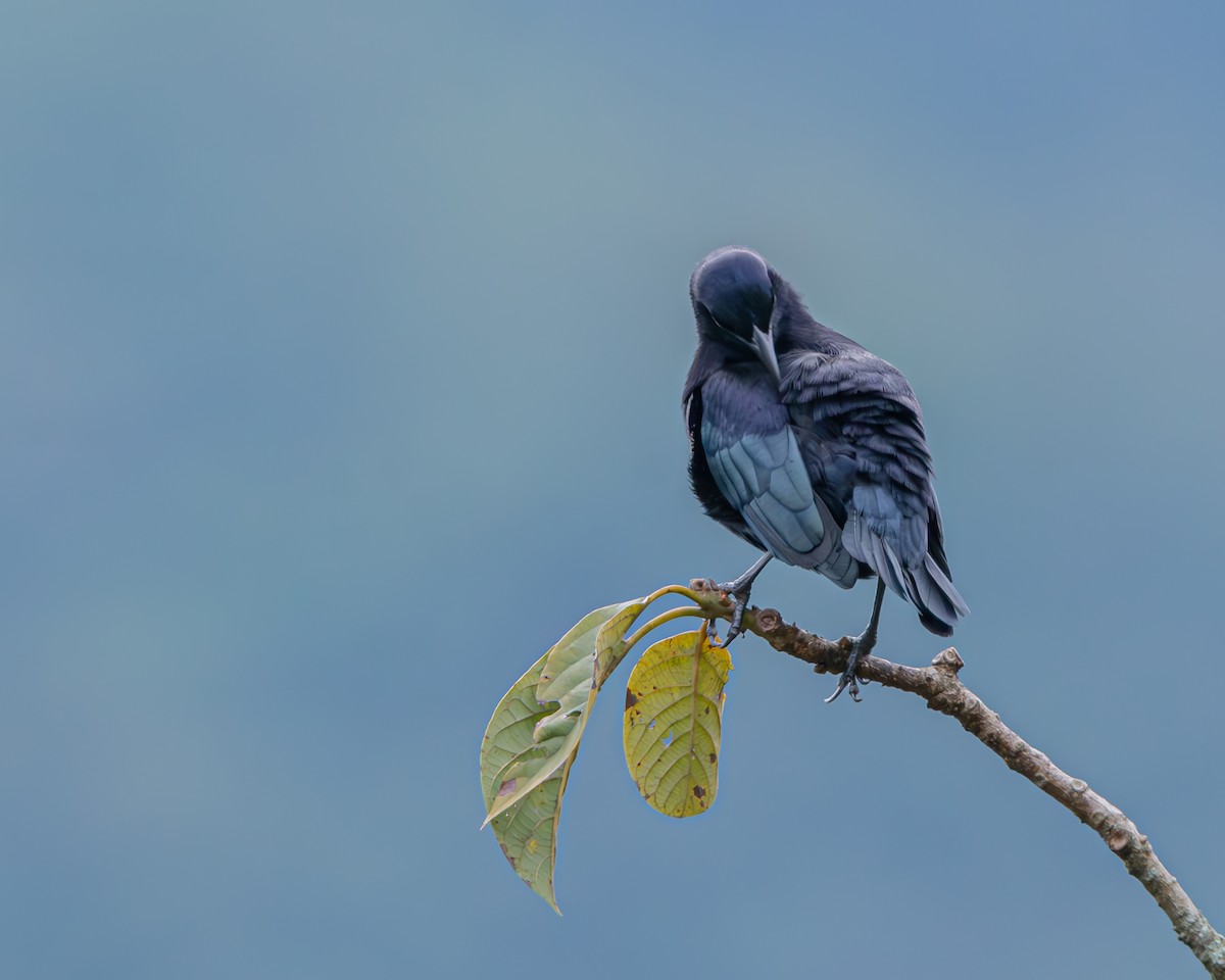 Carib Grackle - ML647160751