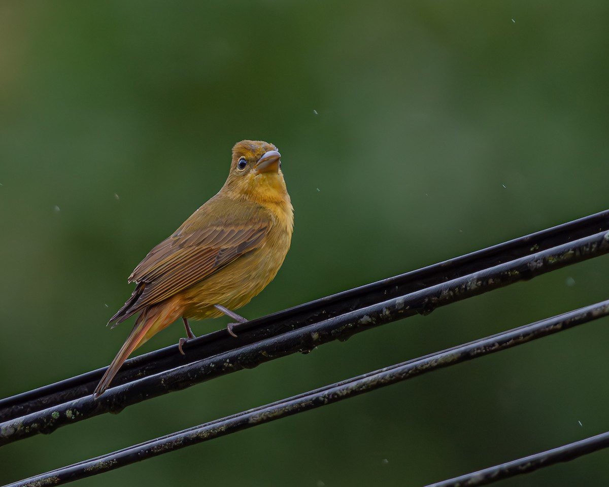 Summer Tanager - ML647160755