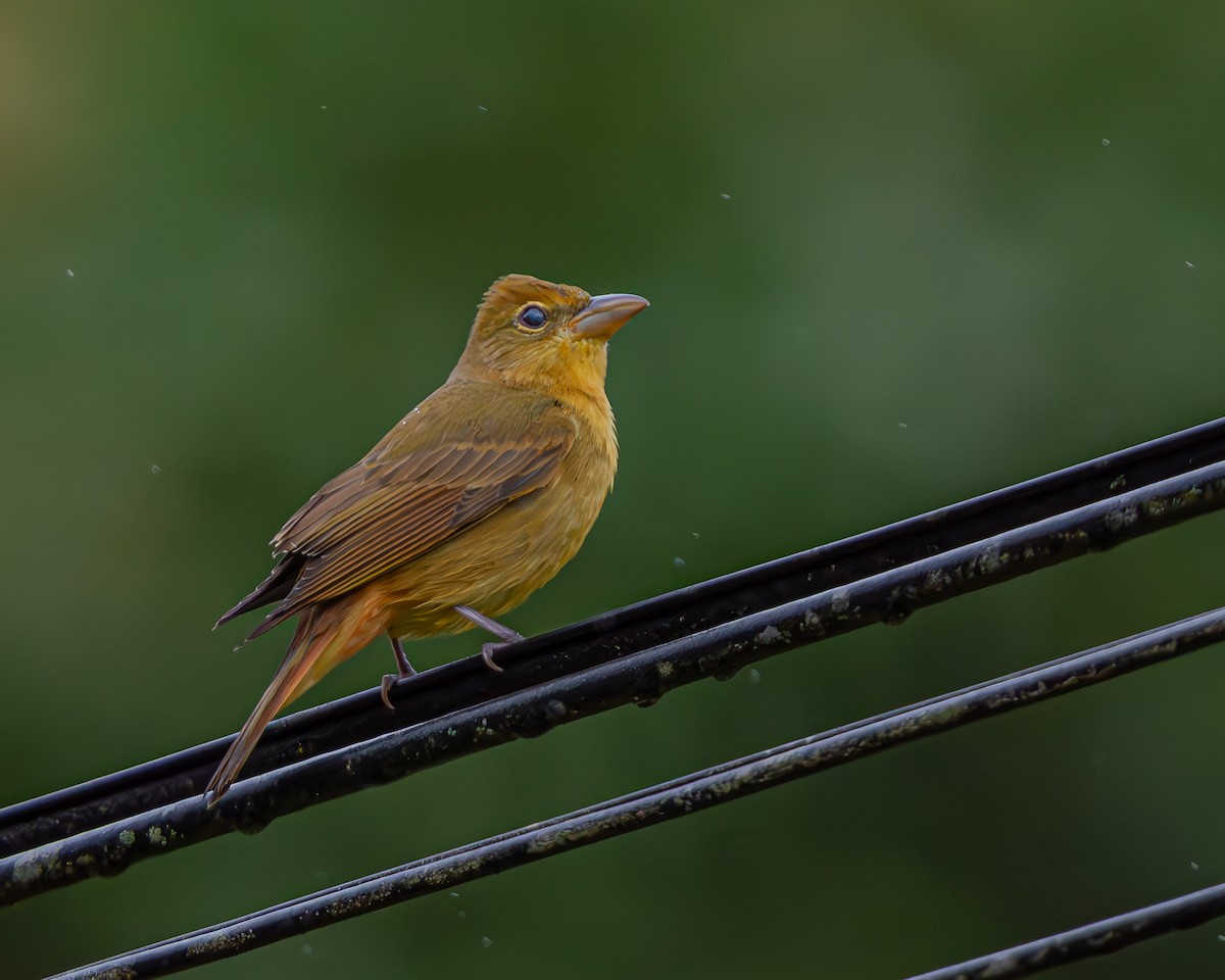 Summer Tanager - ML647160757