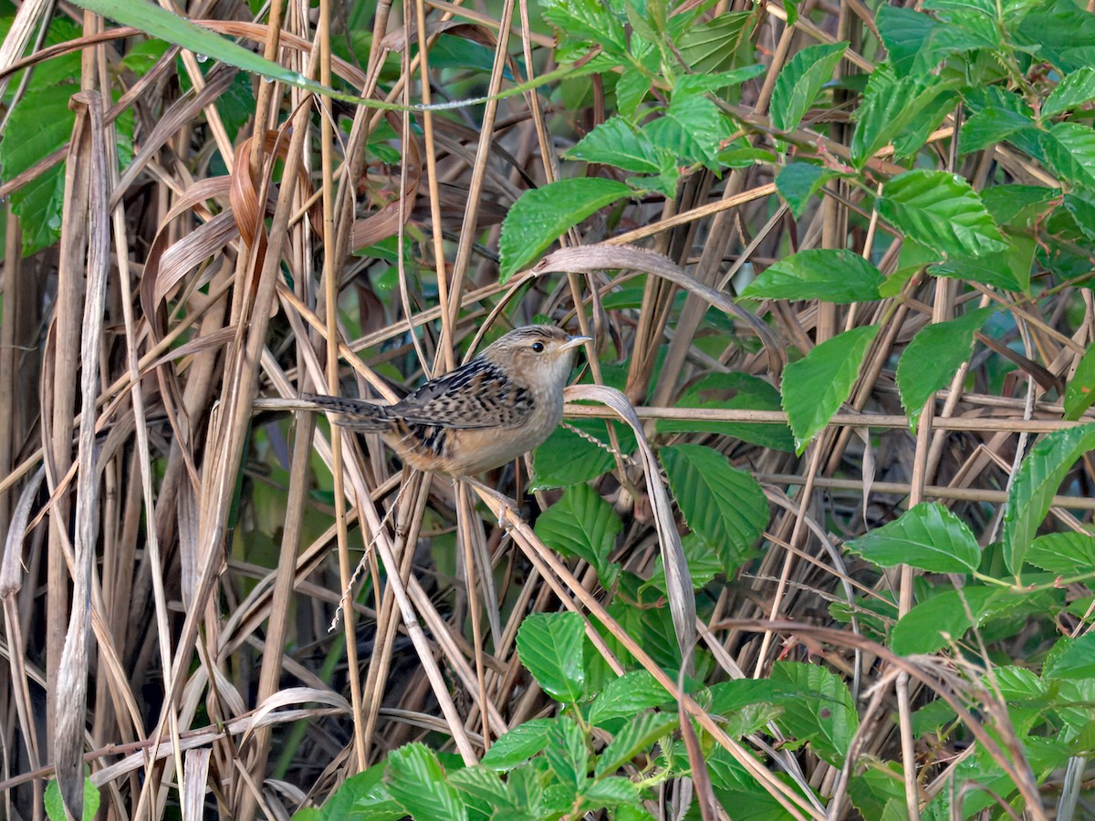 Sedge Wren - ML647160764