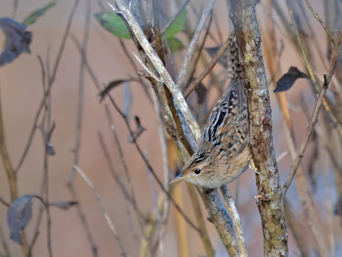 Sedge Wren - ML647160769
