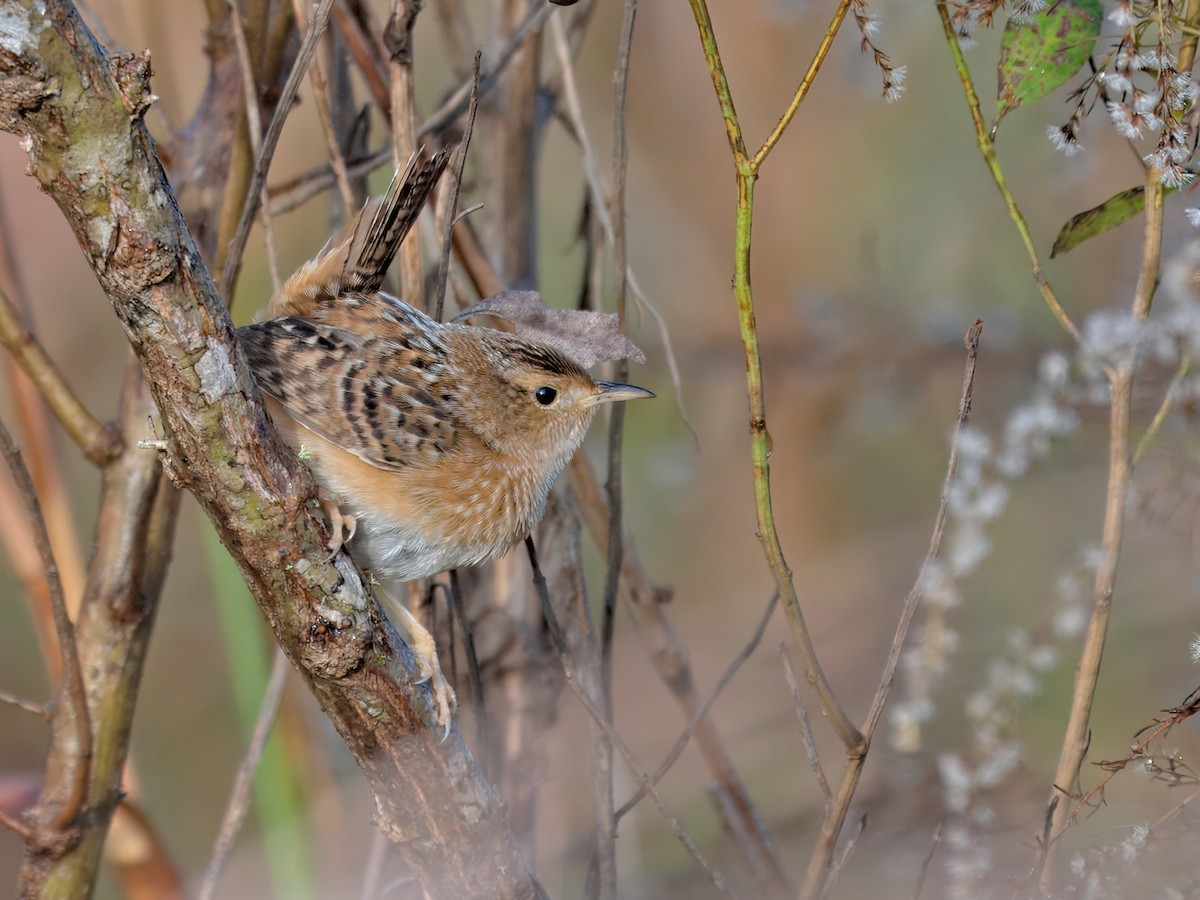 Sedge Wren - ML647160773