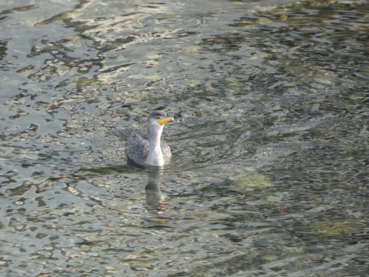 Neotropic Cormorant - ML647160781