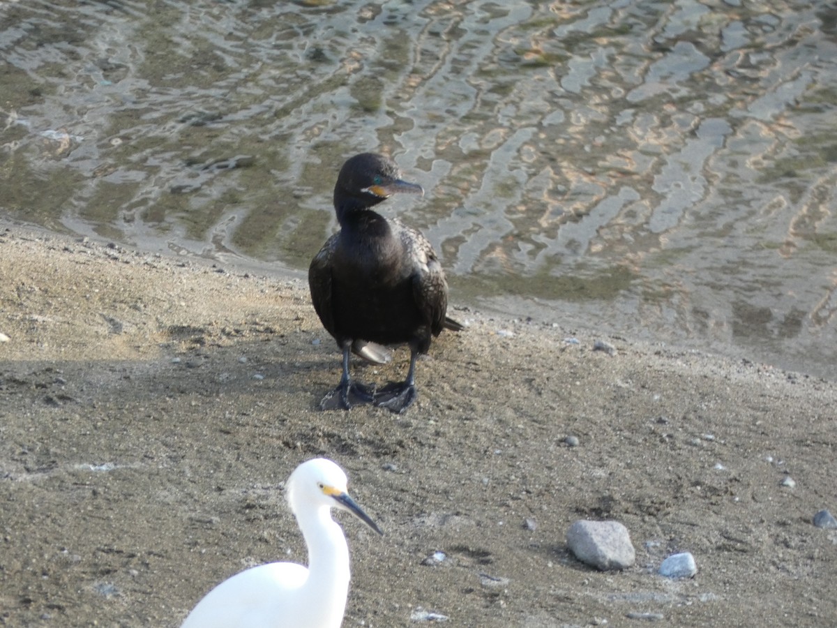 Neotropic Cormorant - ML647160782