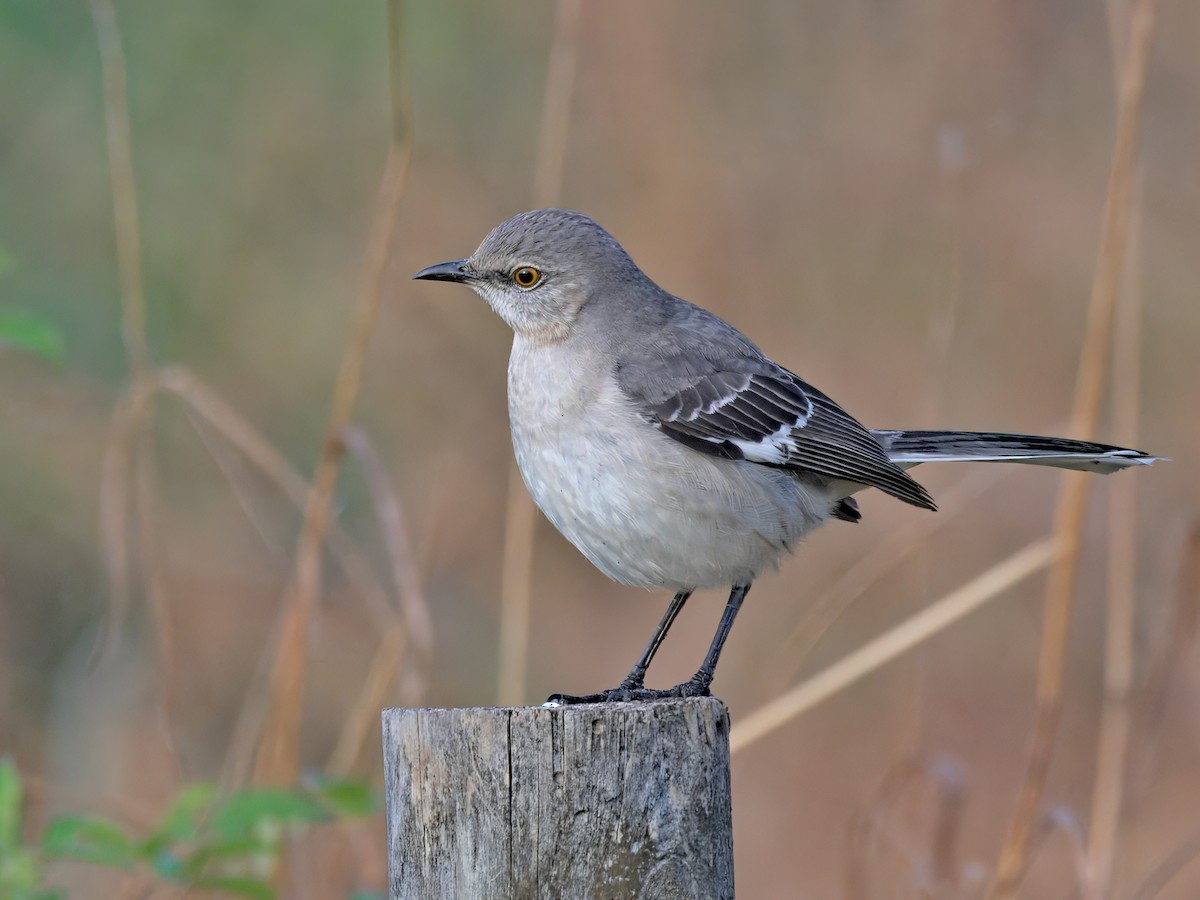 Пересмішник багатоголосий - ML647160788
