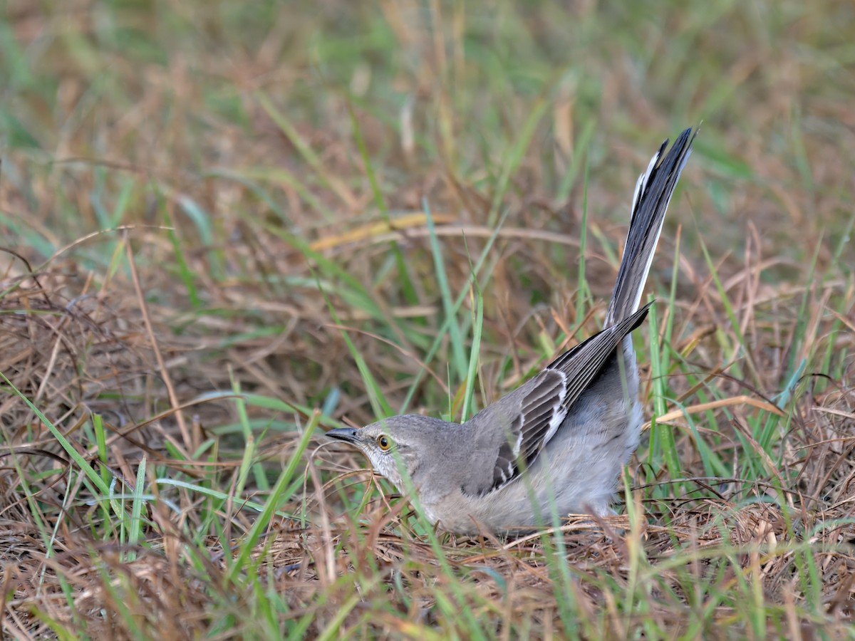 Пересмішник багатоголосий - ML647160789