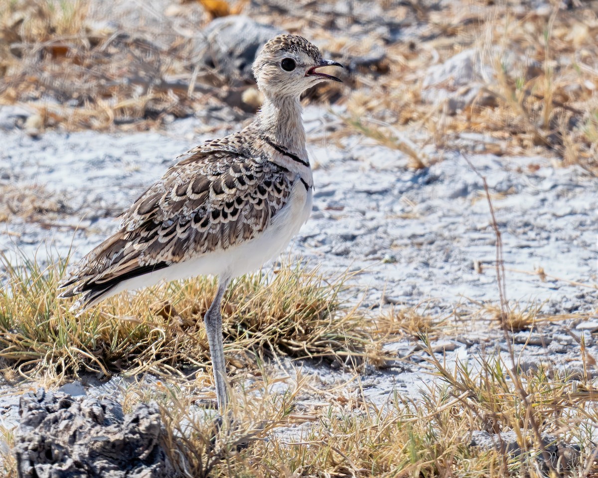 Бігунець смугастоволий - ML647160805