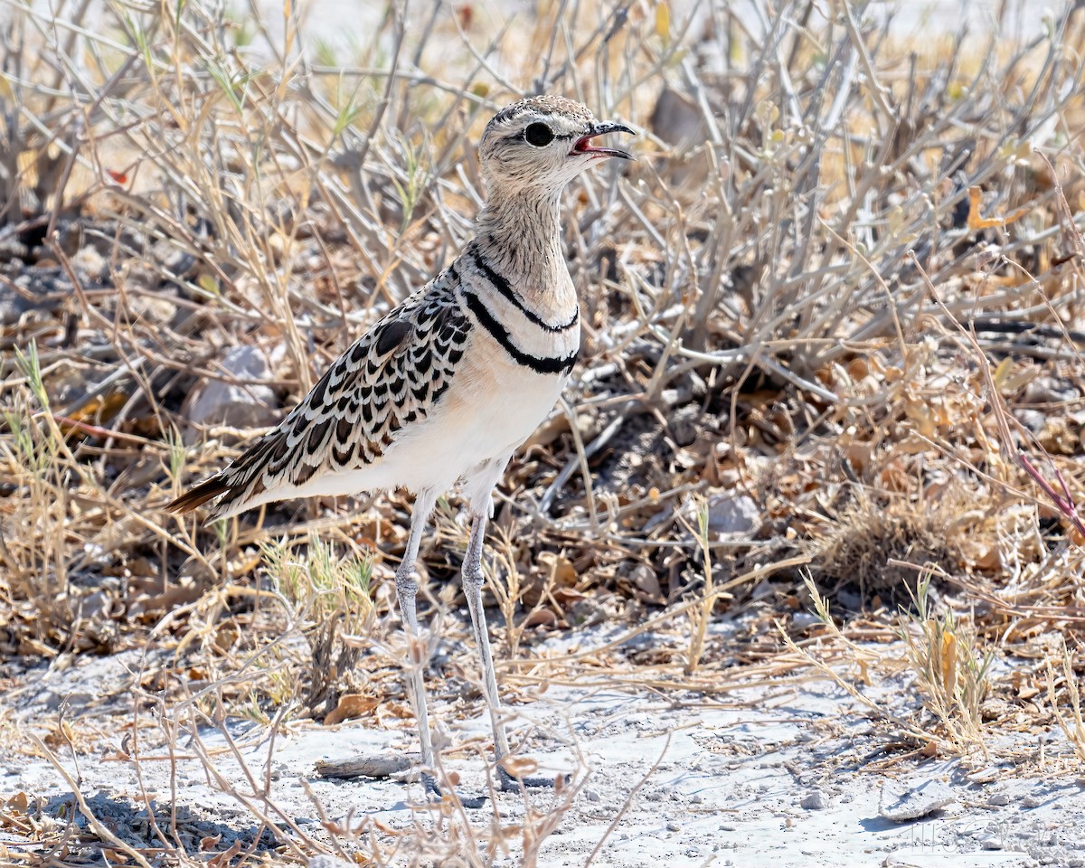 Бігунець смугастоволий - ML647160806