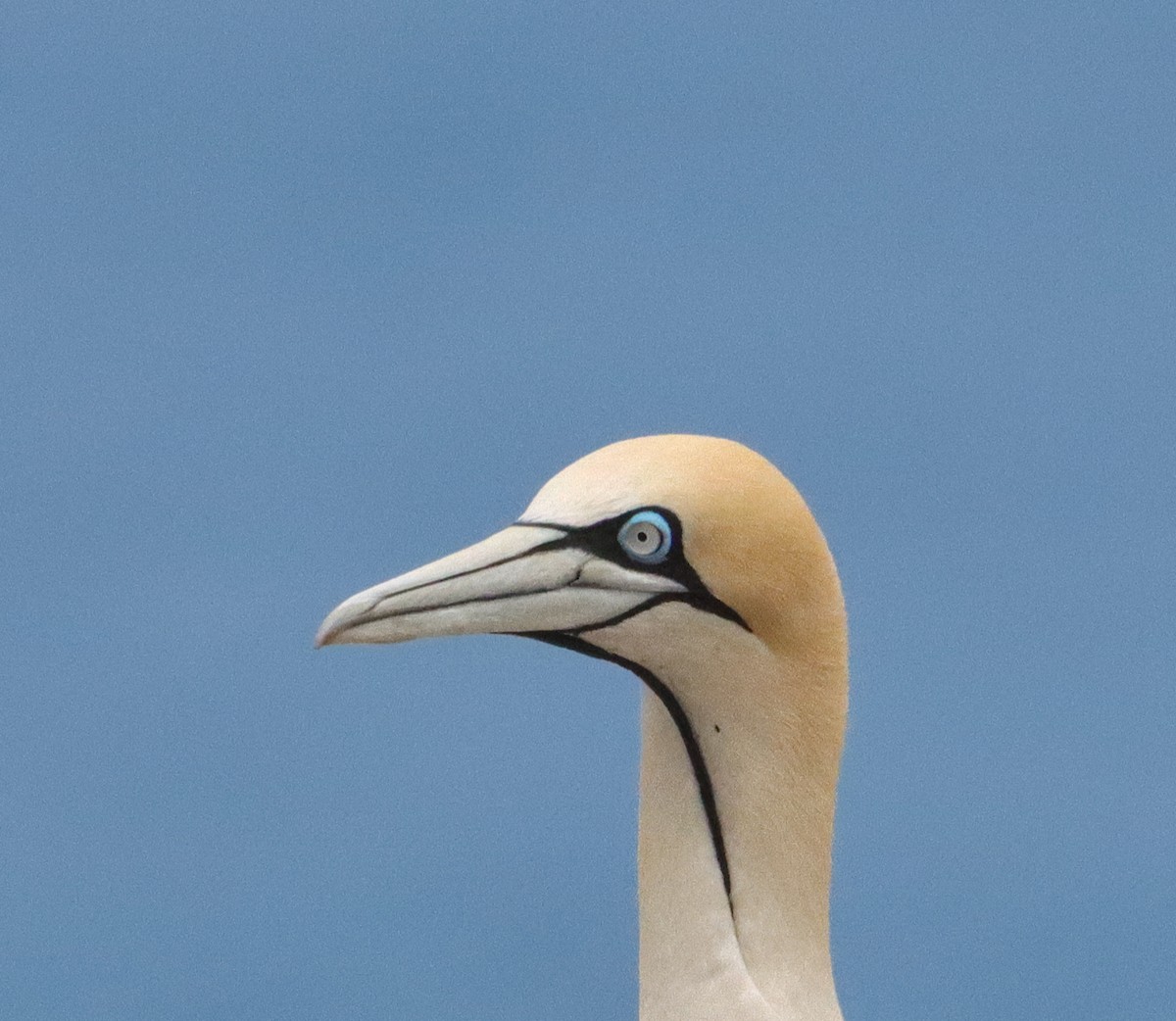 Cape Gannet - ML647160809