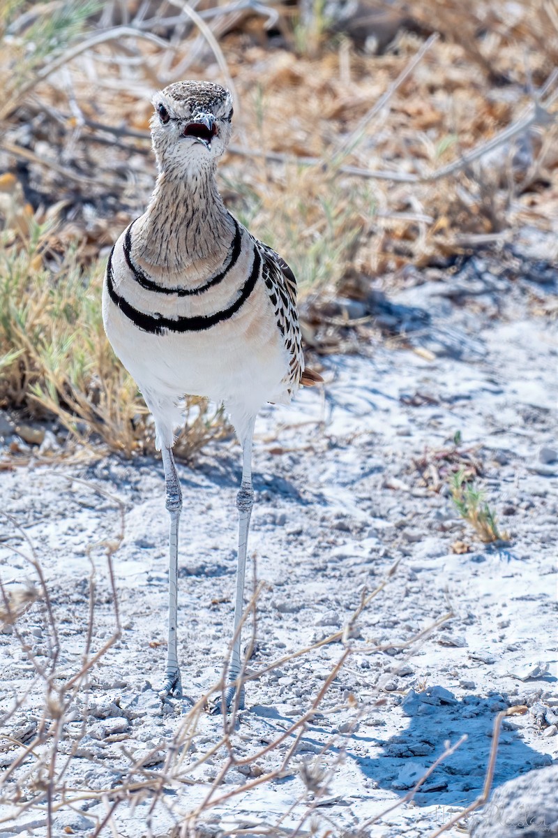 Бігунець смугастоволий - ML647160810