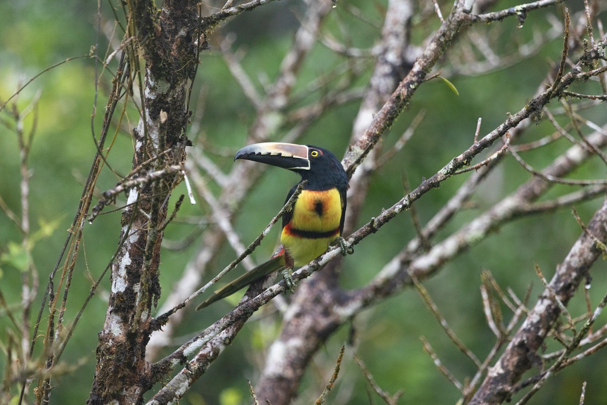 Collared Aracari - ML647160820