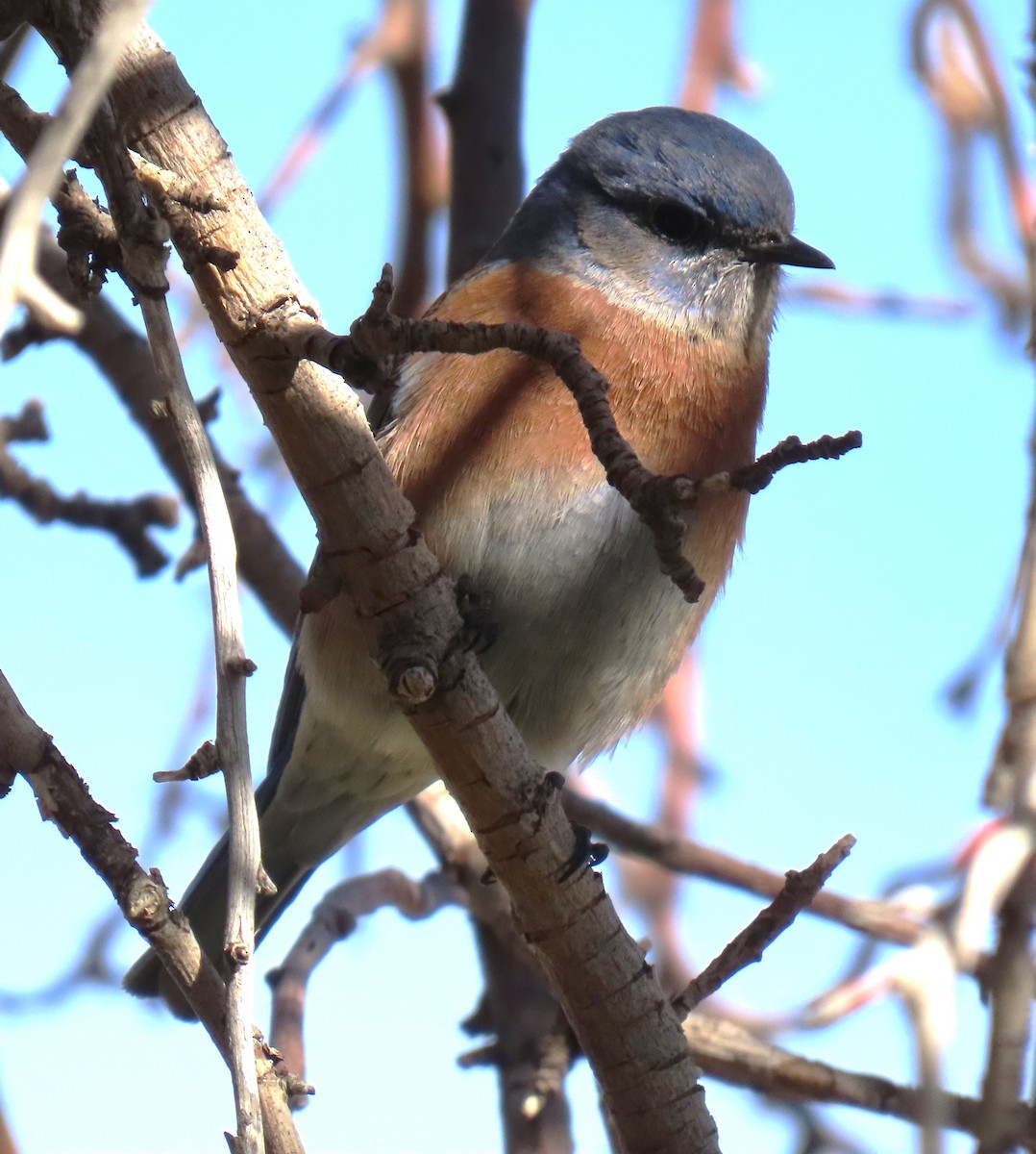 Western Bluebird - ML647160821