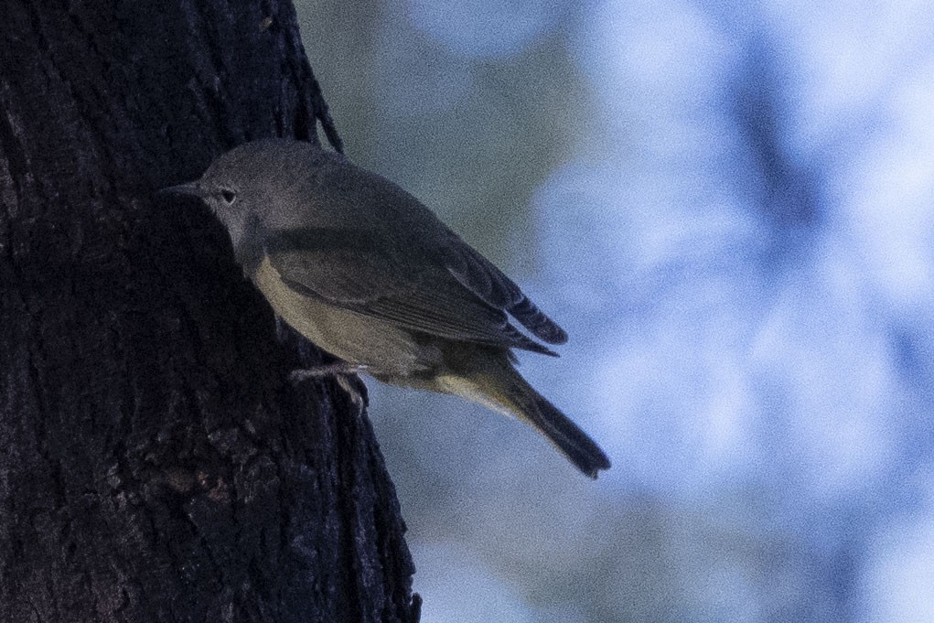 Orange-crowned Warbler - ML647160826