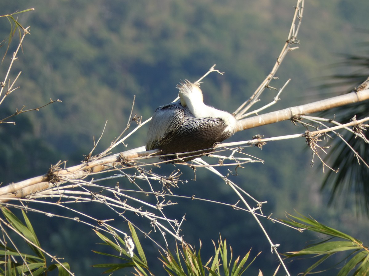 Brown Pelican - ML647160829