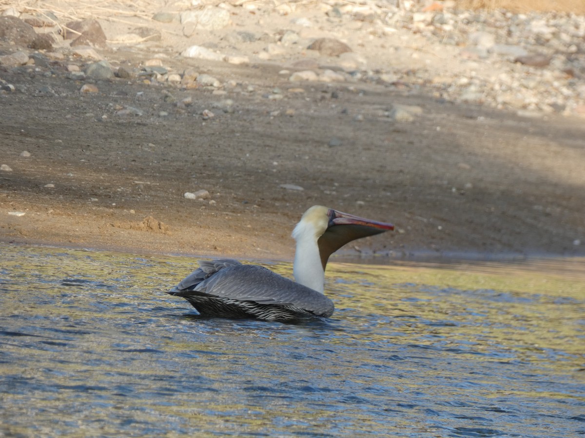 Brown Pelican - ML647160830