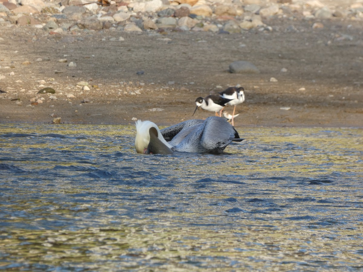Brown Pelican - ML647160831