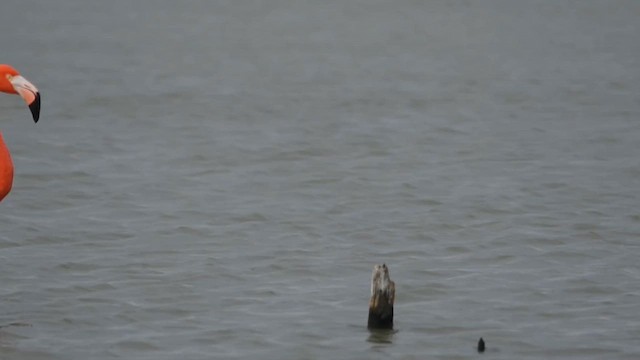 Красный фламинго - ML647160836