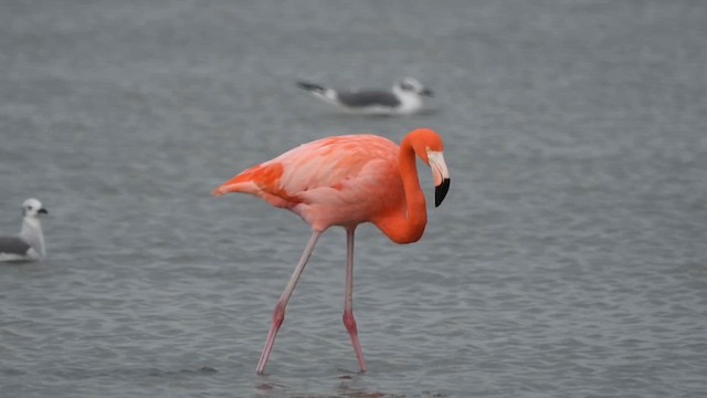 Красный фламинго - ML647160837