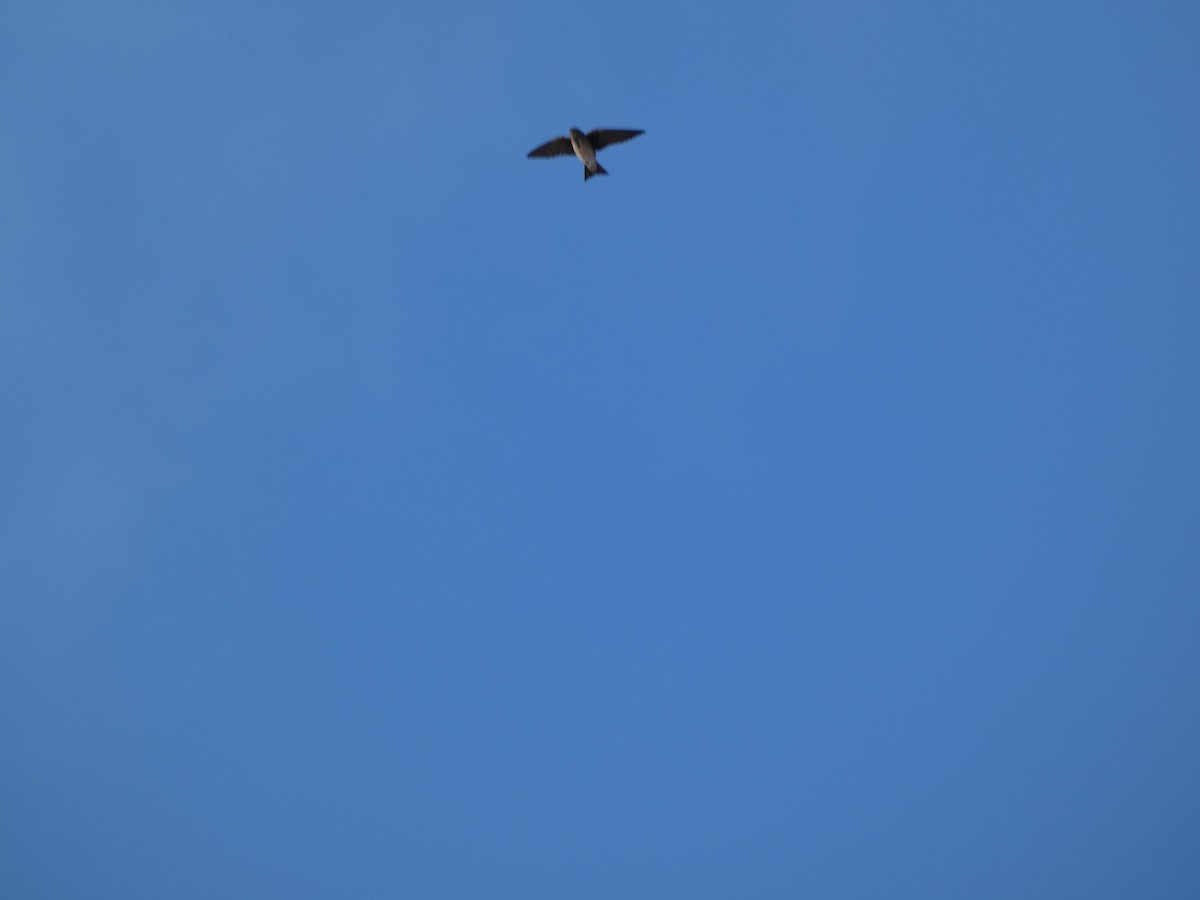 Northern Rough-winged Swallow - ML647160841