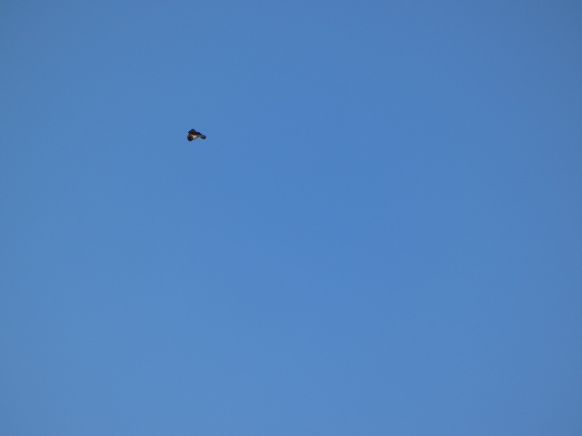 Northern Rough-winged Swallow - ML647160842