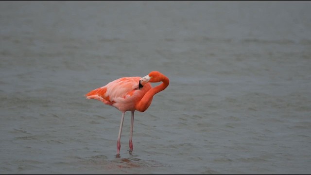 Красный фламинго - ML647160849