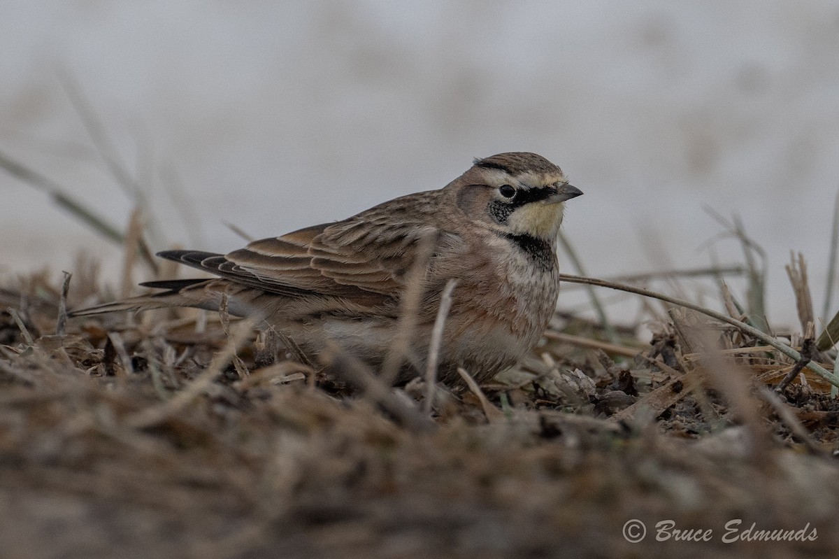 Horned Lark - ML647160869
