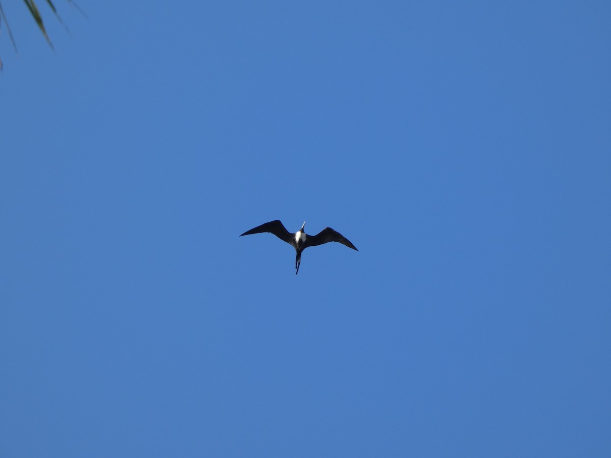 Magnificent Frigatebird - ML647160872