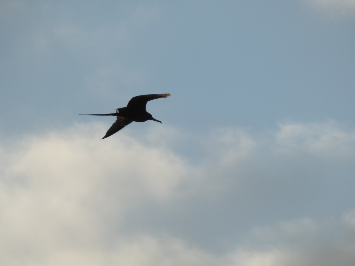 Magnificent Frigatebird - ML647160873