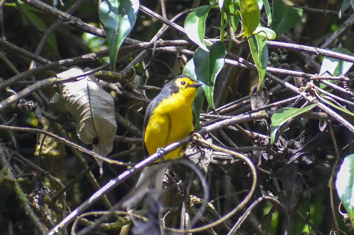 Spectacled Redstart - ML647160874