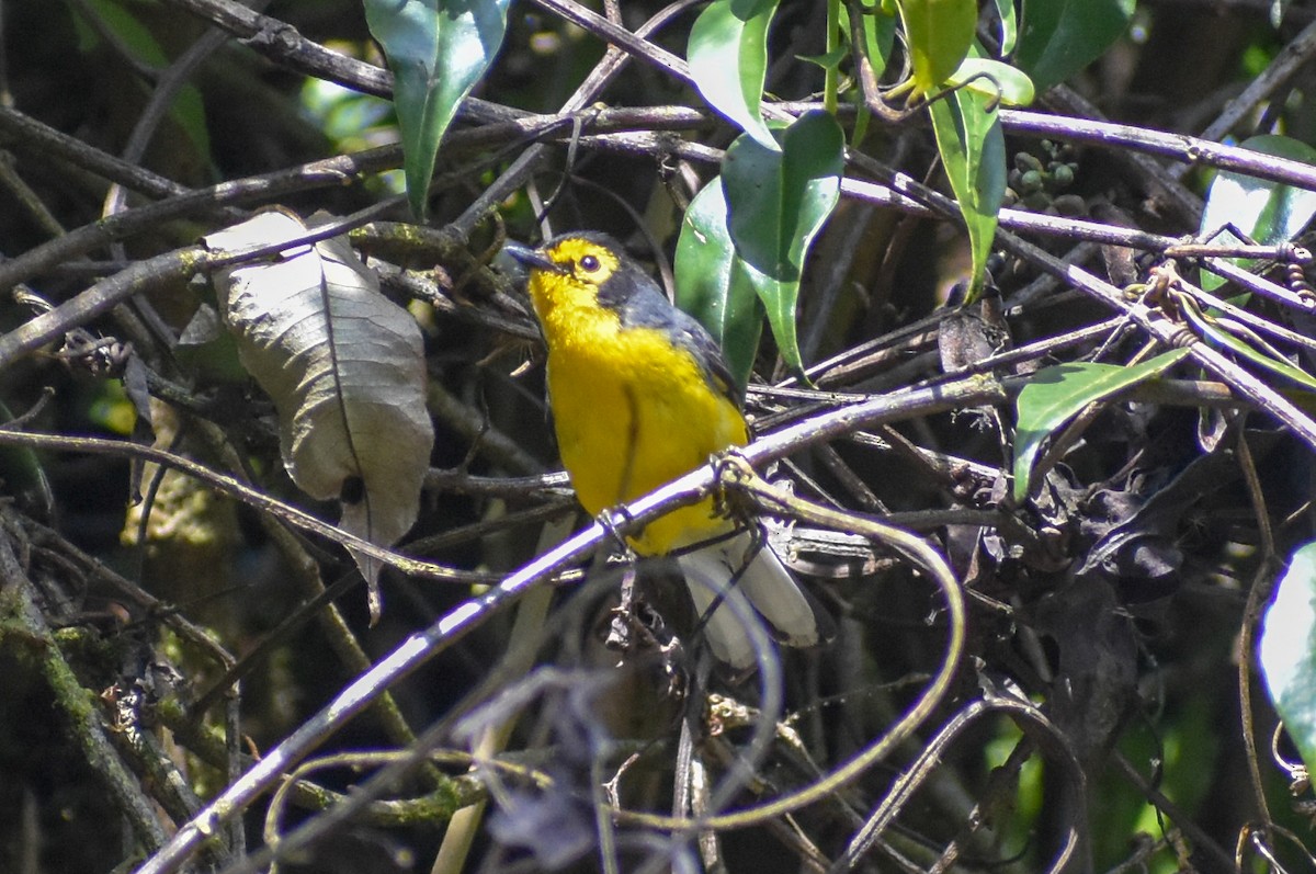 Spectacled Redstart - ML647160875