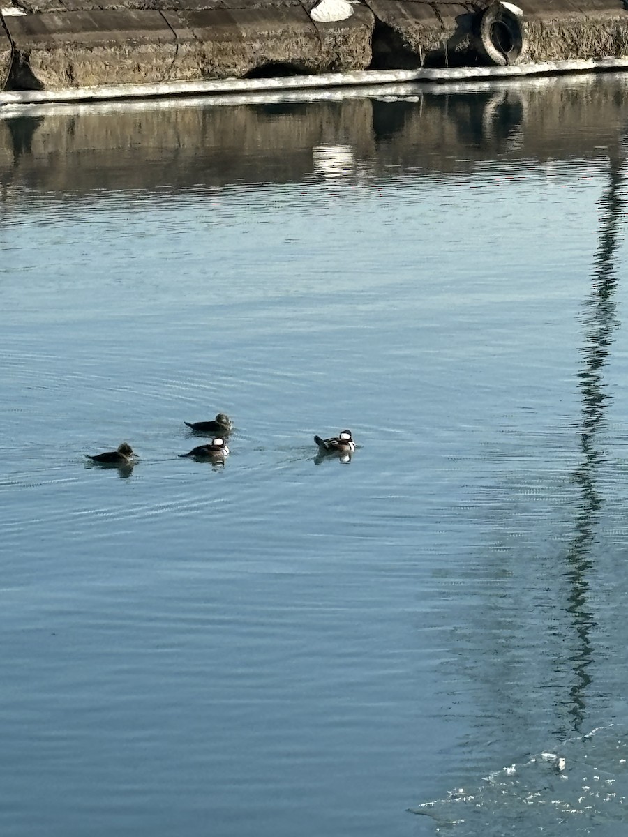 Hooded Merganser - ML647160881