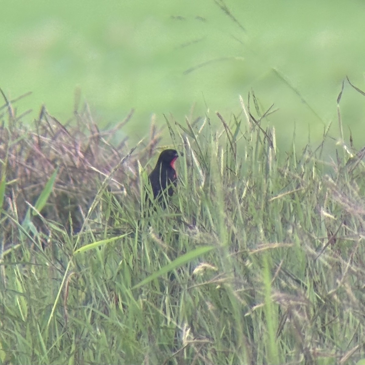 Red-breasted Meadowlark - ML647160884