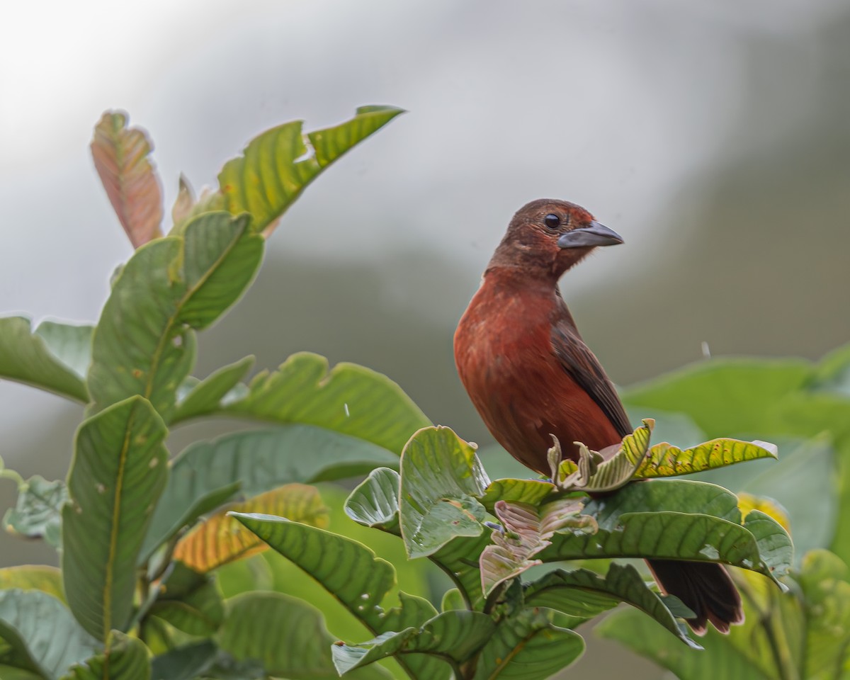Silver-beaked Tanager - ML647160885