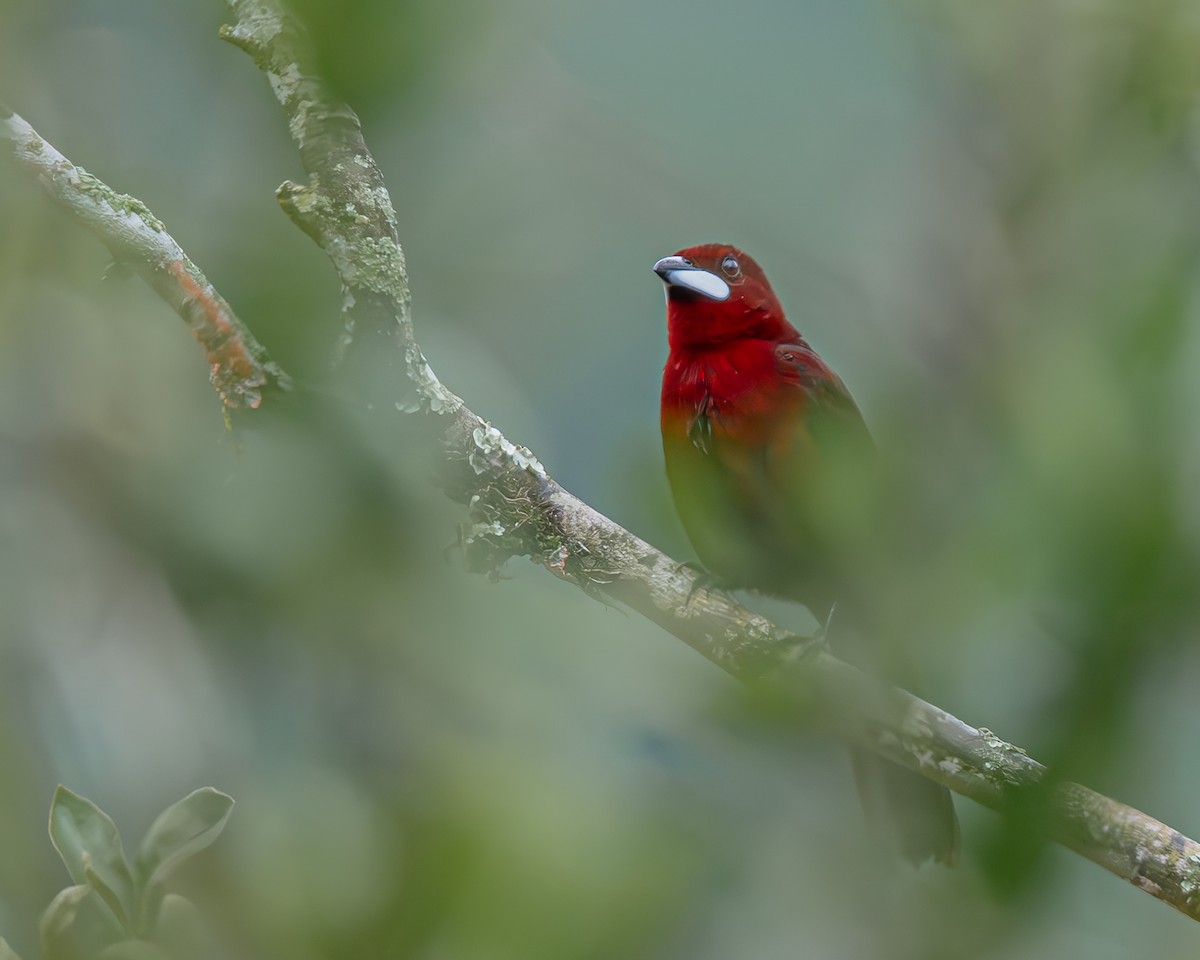 Silver-beaked Tanager - ML647160886
