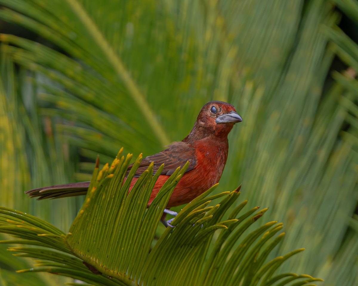 Silver-beaked Tanager - ML647160888