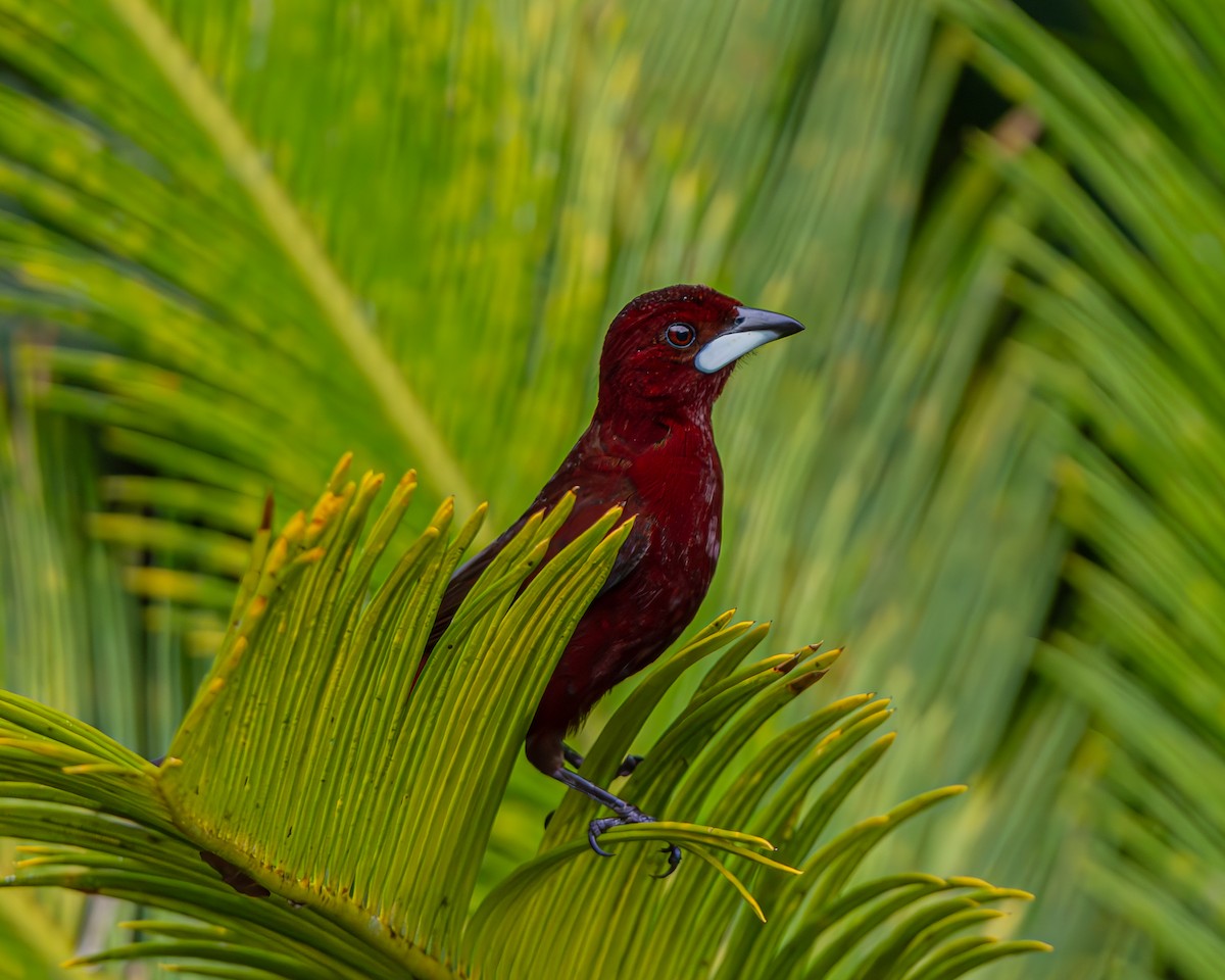 Silver-beaked Tanager - ML647160889