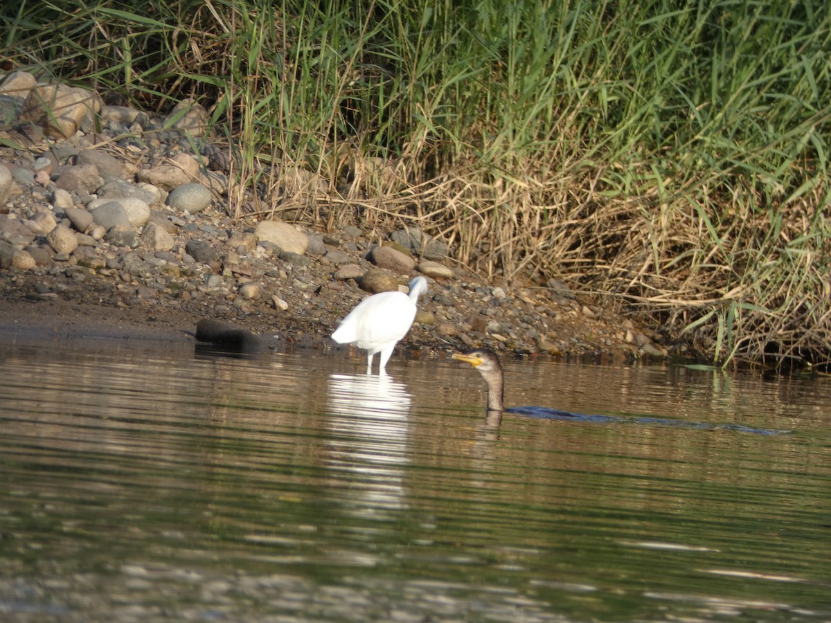 Neotropic Cormorant - ML647160892