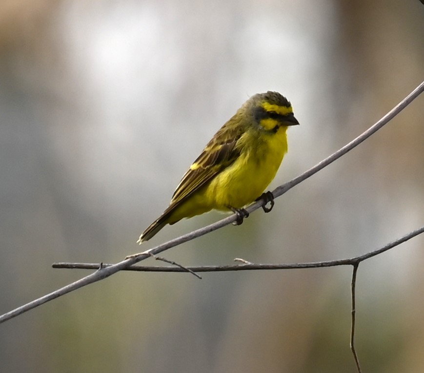 Kara Bıyıklı Sarı İskete - ML647160893