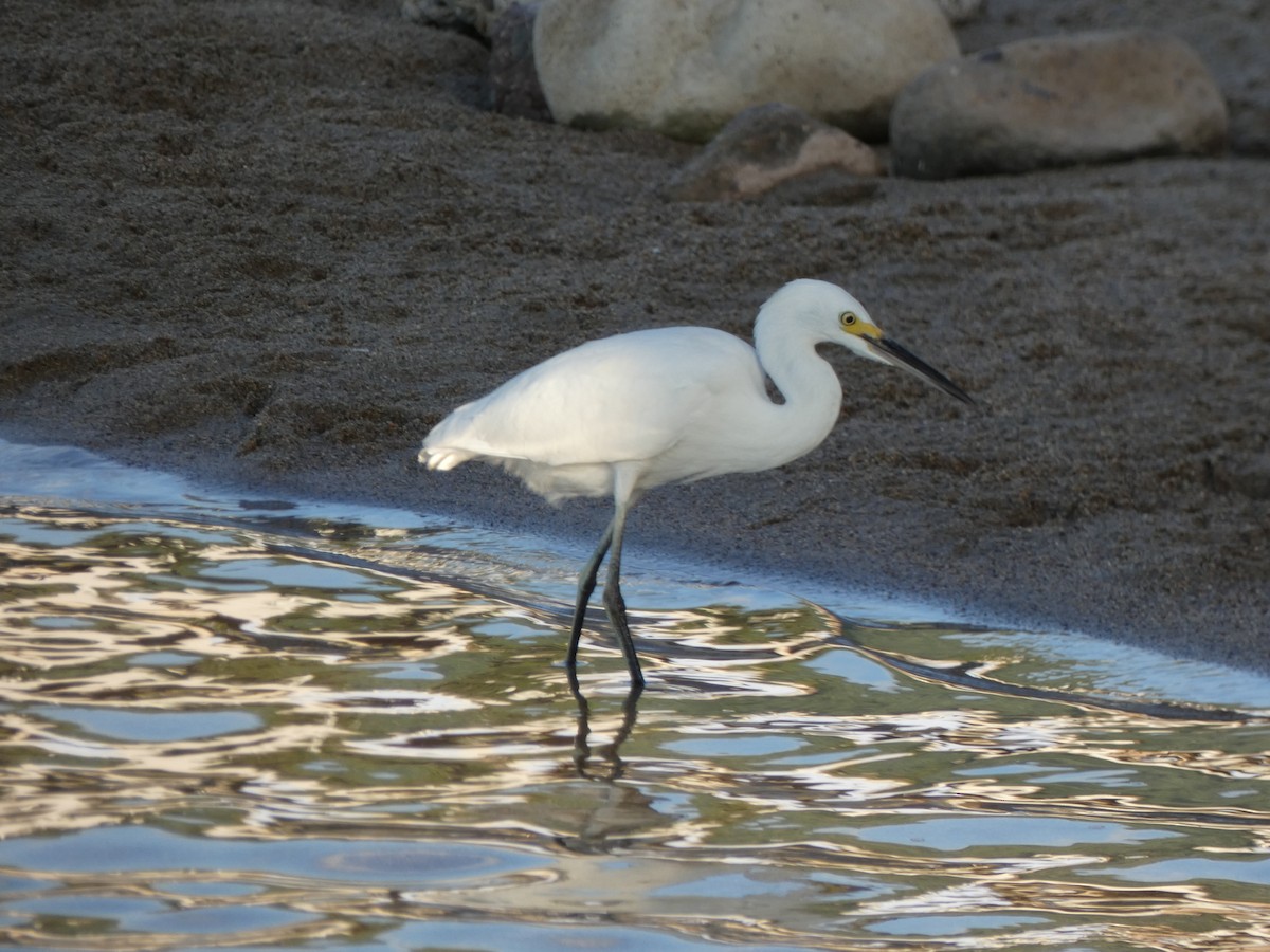 Snowy Egret - ML647160896