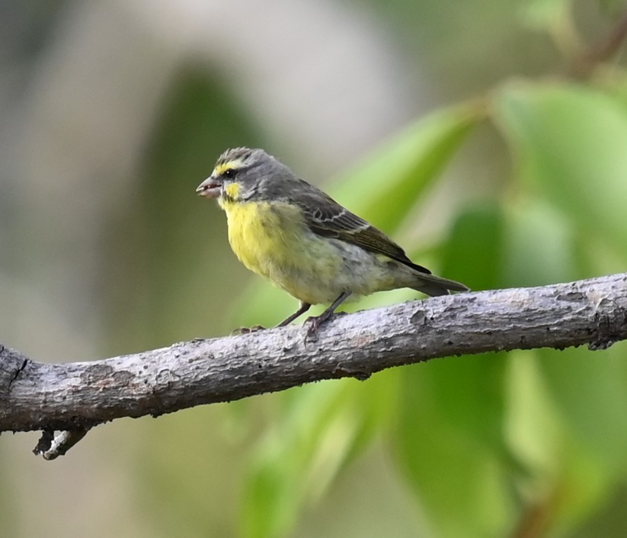 Kara Bıyıklı Sarı İskete - ML647160904