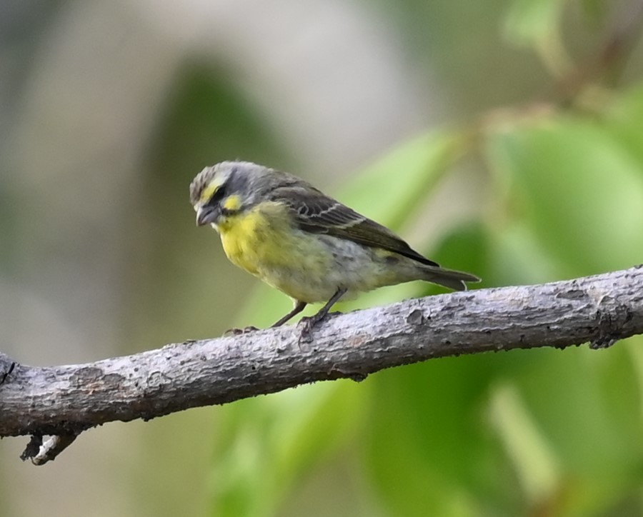 Kara Bıyıklı Sarı İskete - ML647160911