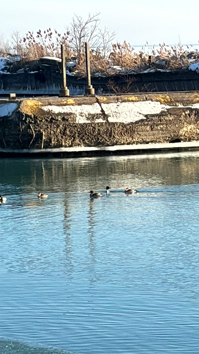 Red-breasted Merganser - ML647160914