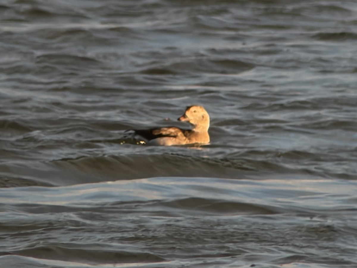 Long-tailed Duck - ML647160927