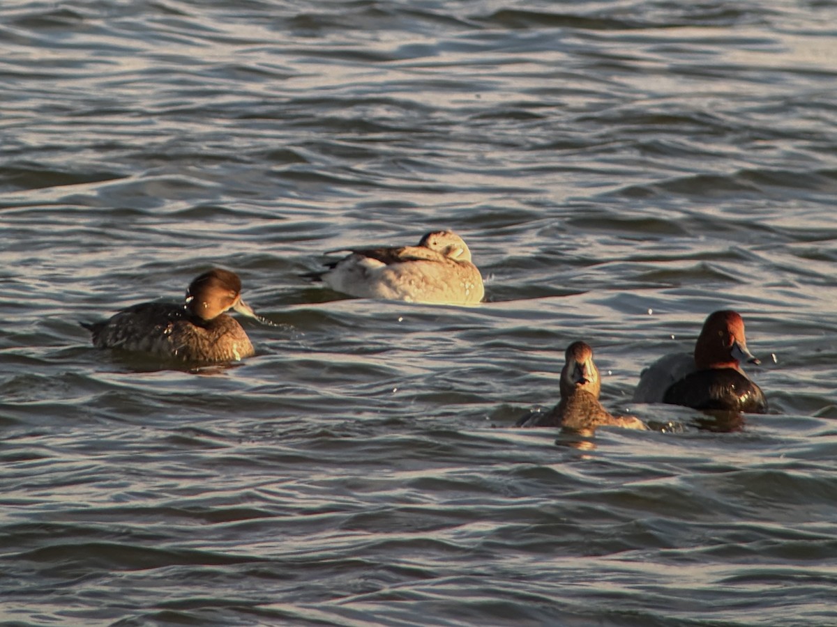 Long-tailed Duck - ML647160928